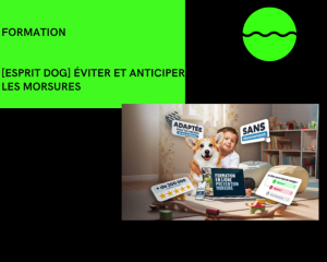 esprit dog eviter et anticiper les morsures